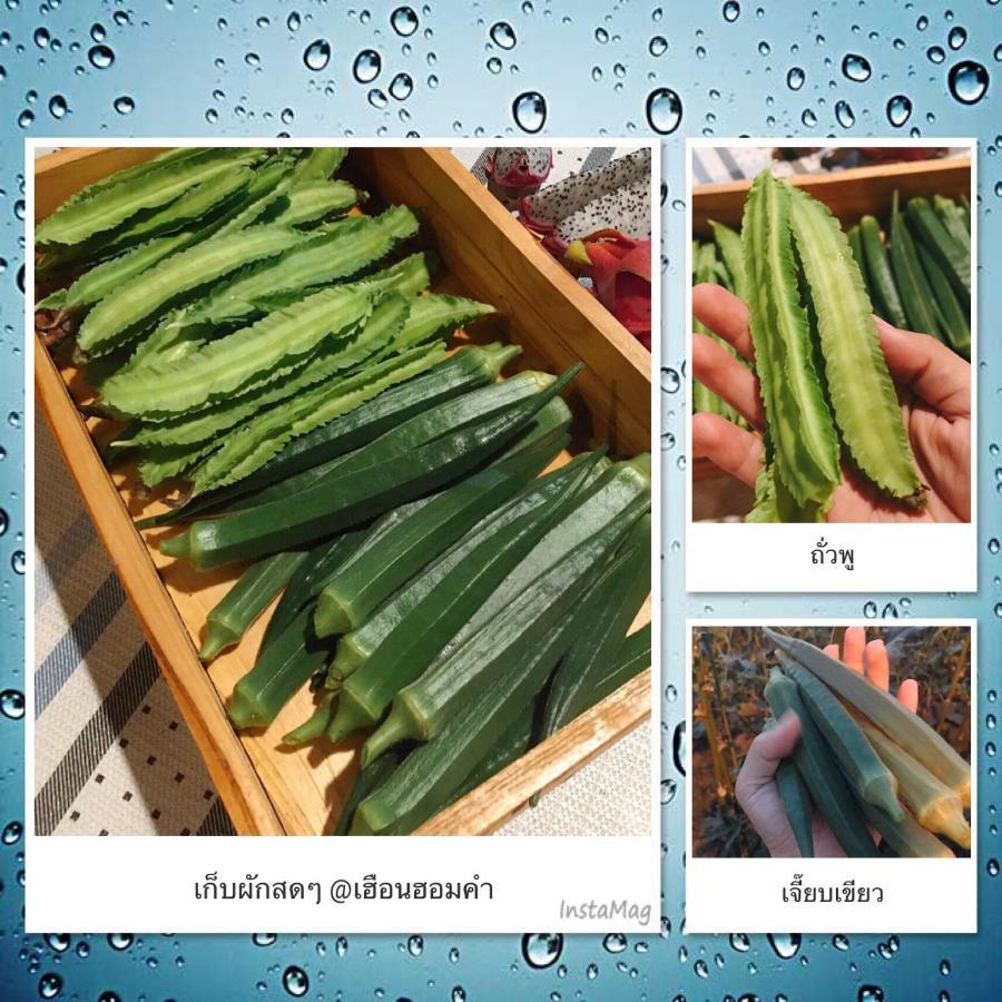 เฮือนฮอมคำโฮมสเตย์ Privatunterkunft *